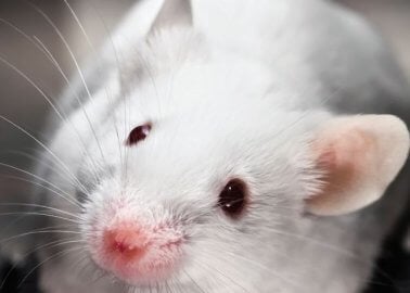PETA Urges the University of East Anglia to Stop Force-Feeding Mice Poo