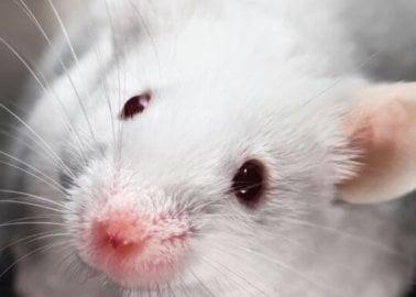 Myth Busted: UK Government Admits Animal Testing Is Not Required by Law