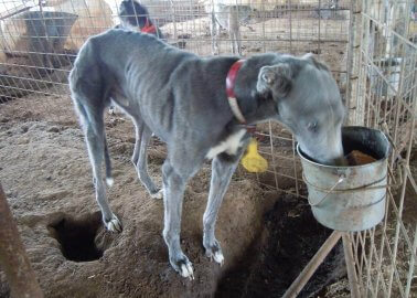 Discarded Greyhounds Imprisoned, Neglected, and Farmed for Their Blood