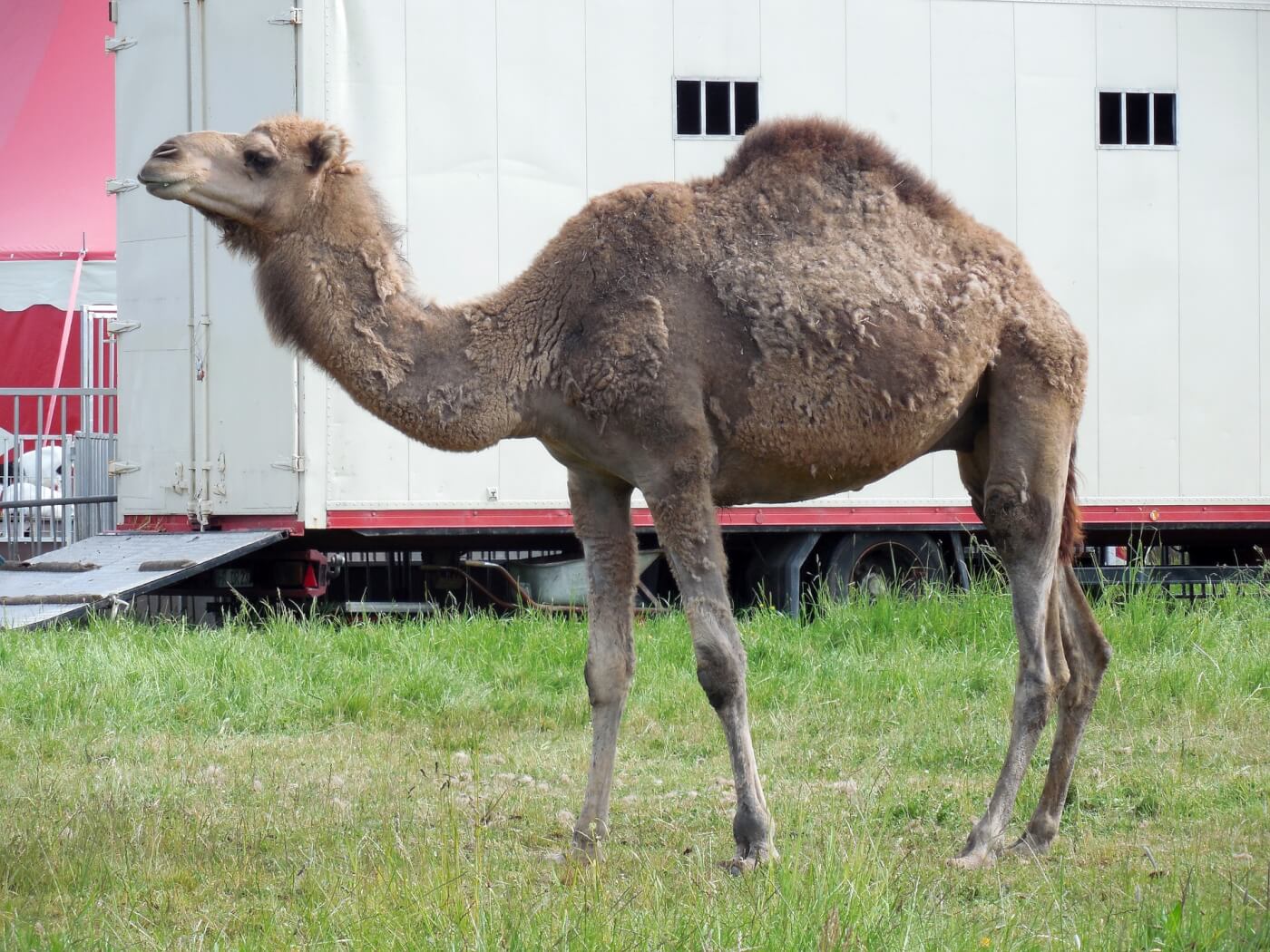 Leeds North West MP Urges Landowners Not to Host Animal Circuses Leeds North West MP Urges Landowners Not to Host Animal Circuses