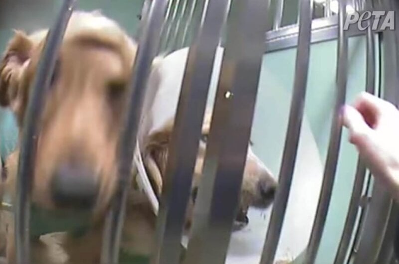 Muscular Dystrophy Patient Wants Funding for Cruel Dog Experiments to End