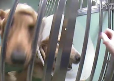 Horrific Experiments on Dogs Linked to Deaths of Four Children