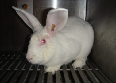 PETA Calls For Moratorium on Animal Experimentation