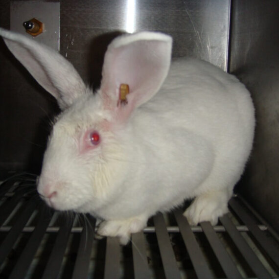 Animals in Laboratories Need You! Sign This Pledge to Help End Cruel Cosmetics Tests