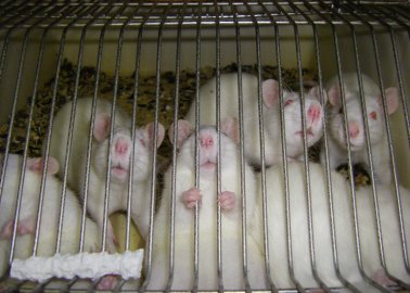 PETA, Cruelty Free Europe, Dove, The Body Shop, and Over 450 Others Defend Animal Testing Ban