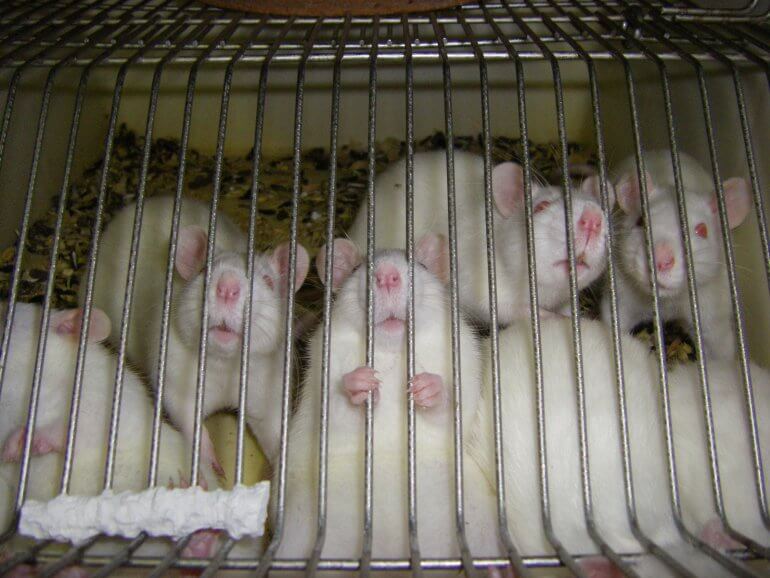 Six white rats used for experimentation trapped in a cage. One rat is looking at the camera and holding the bars of the cage like a prisoner.