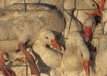 What Happens to Birds Whose Feathers Are Used in Canada Goose Down-Filled Jackets