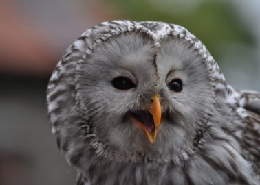Victory! No More Owls Will Be Used on ‘Harry Potter’ Tours