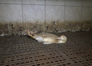Exposed: Injured and Deformed Birds Living in Squalid Conditions on German Duck Farm