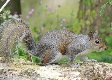 ITV Asks, ‘Would You Ever Consider Eating Squirrel?’ Viewers Vote No