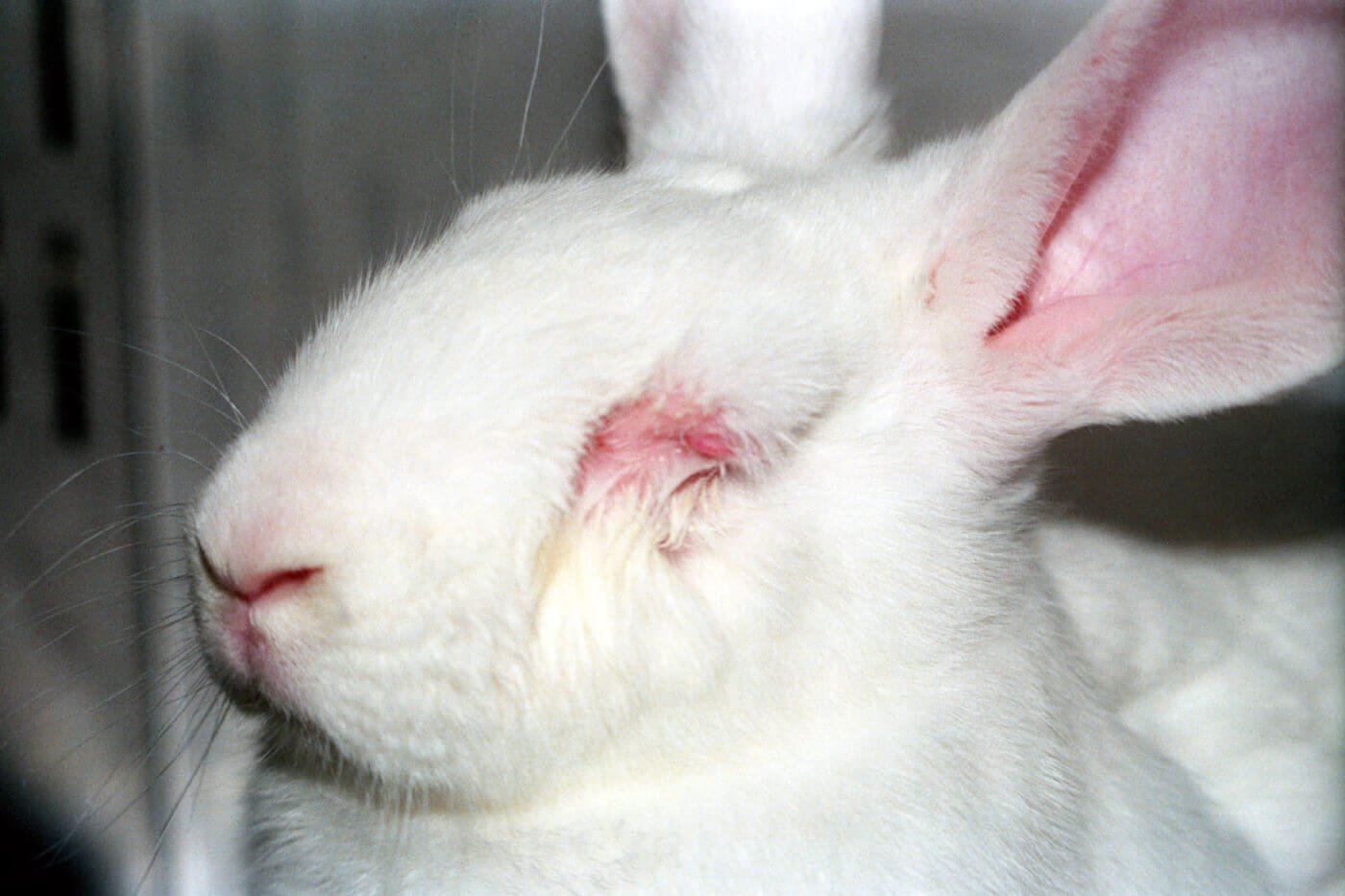 animal experimentation rabbits