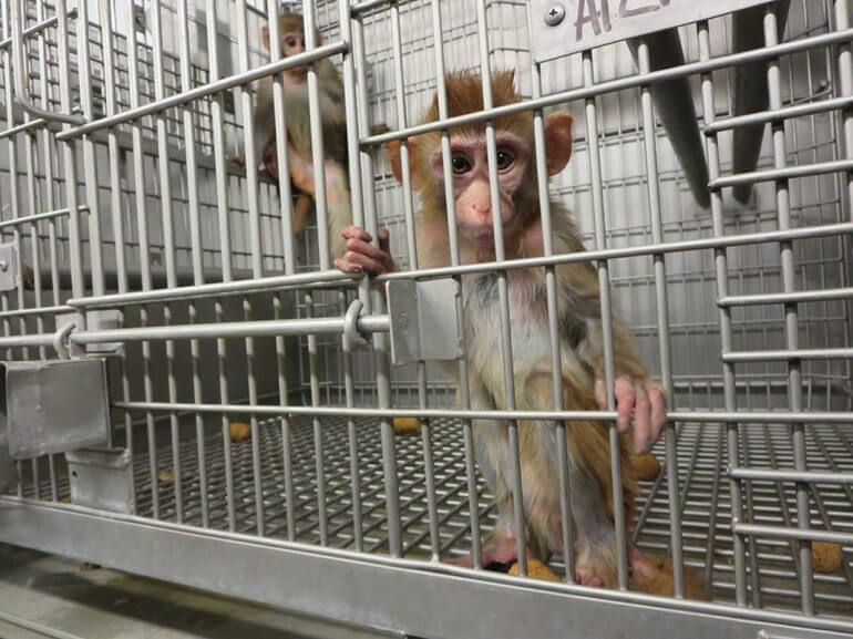 Young Monkeys in a Barren Cage2