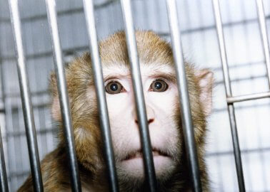 7 Real-Life Horrors for Animals in Laboratories