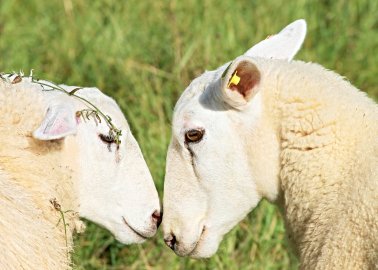PETA Wants the Dorset Village of Wool Change Its Name – but to What?