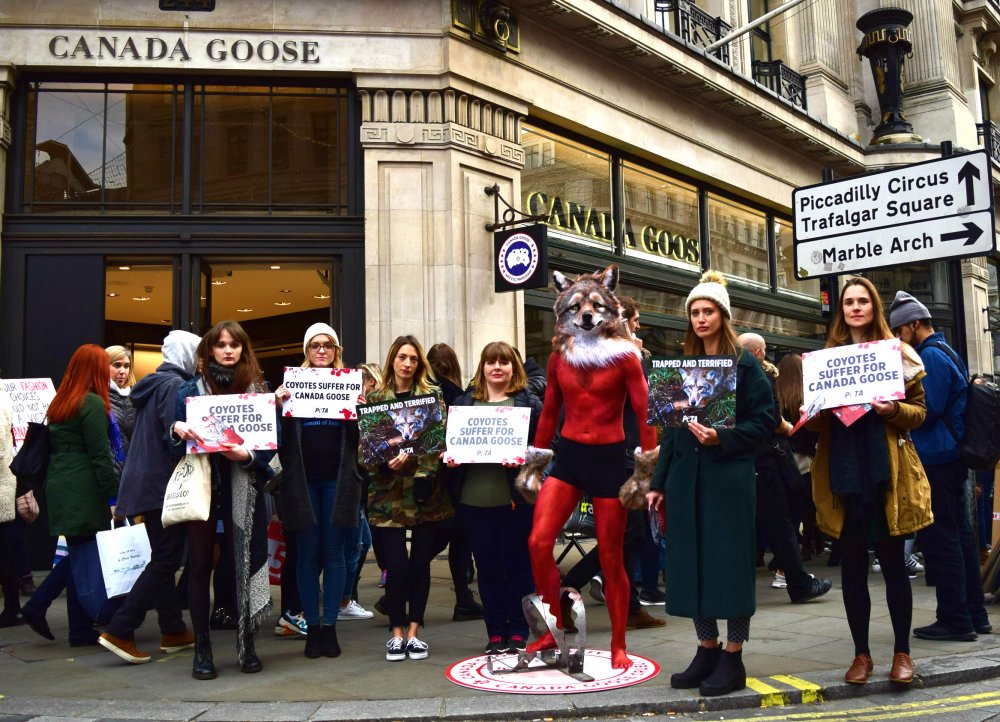 MASSIVE NEWS! Canada Goose Is Dropping Fur After Years of Pressure From