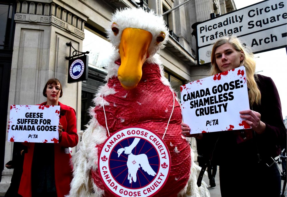 Canada Goose Fails to Silence Animal Rights Activists at High Court