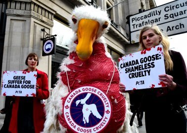Canada Goose Fails to Silence Animal Rights Activists at High Court