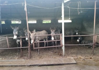 Donkeys’ Heads Bashed in With Sledgehammers, Throats Slit in China for Their Skin