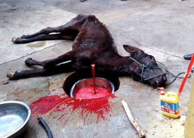 Help Stop the Slaughter of Donkeys for Chinese Medicine