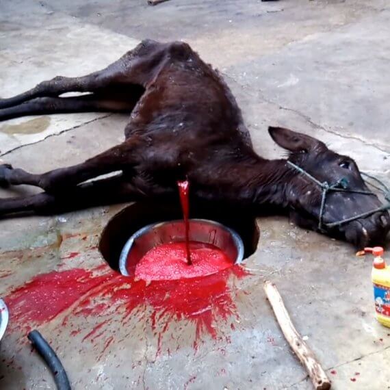 Help Stop the Slaughter of Donkeys for Chinese Medicine