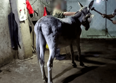 Video Exposé: Donkeys Bludgeoned and Throats Slit for Gelatine