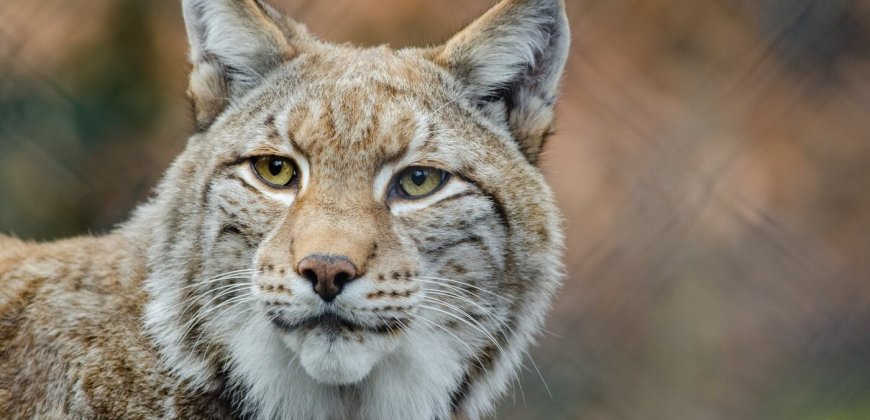 Welsh Zoo Responsible for Lynx Deaths Banned From Keeping Wild Cats