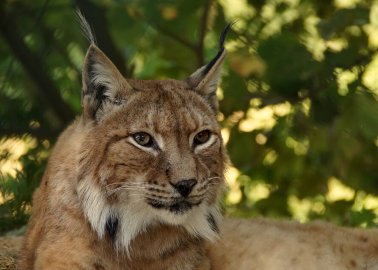 PETA Calls for Lynx Who Escaped From Welsh Zoo to Be Moved to Sanctuary