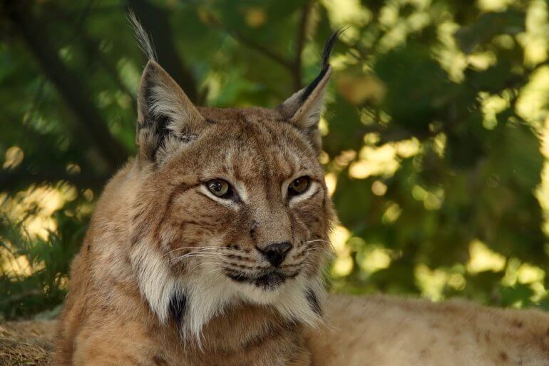 PETA Calls for Lynx Who Escaped From Welsh Zoo to Be Moved to Sanctuary PETA Calls for Lynx Who Escaped From Welsh Zoo to Be Moved to Sanctuary