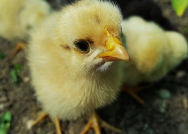 Dead on Arrival: A Million Chickens Die on the Way to Slaughter Each Year