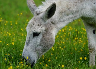 Victory! TK Maxx Withdraws Donkey Oil Product After Letter From PETA
