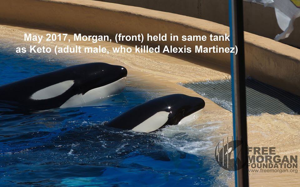‘Blackfish’ Morgan Is Pregnant – Another Orca May Be Condemned to Life in Captivity
