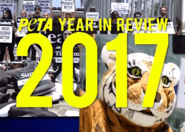 What PETA UK Achieved for Animals in 2017