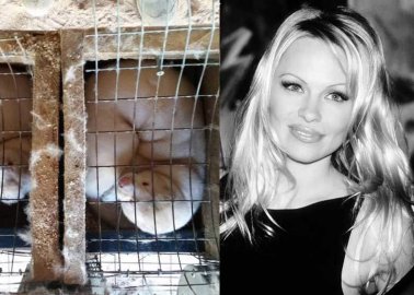 Pamela Anderson Writes to Flemish Minister to Push for Ban on Fur Farming