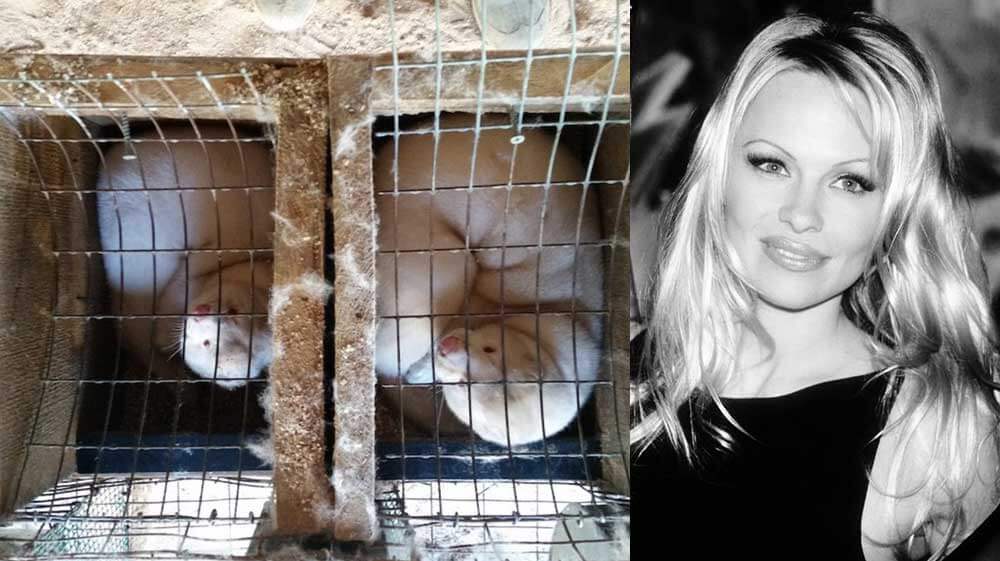 Pamela Anderson Fur Farms
