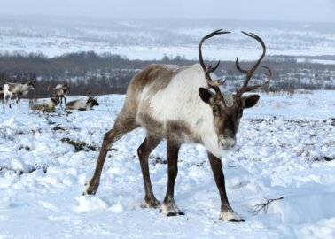 Christmas Come Early? Drop in Demand for Live-Reindeer Displays