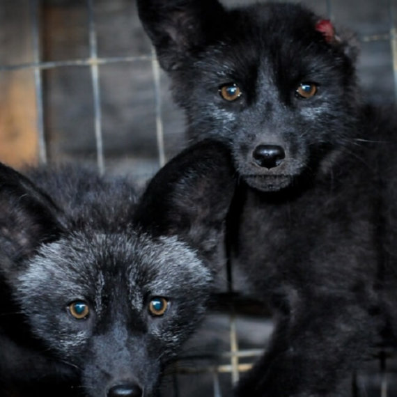 Here’s How You Can Help Animals Abused and Killed for Fur