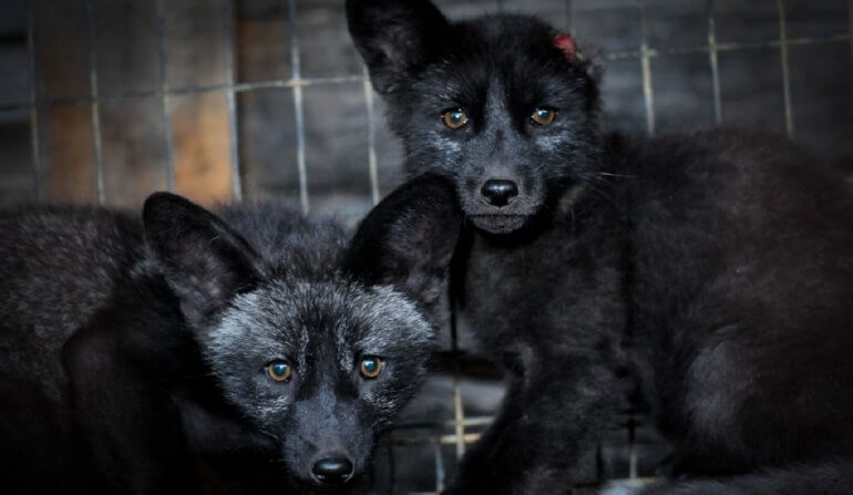 Here's How You Can Help Animals Abused and Killed for Fur - PETA UK