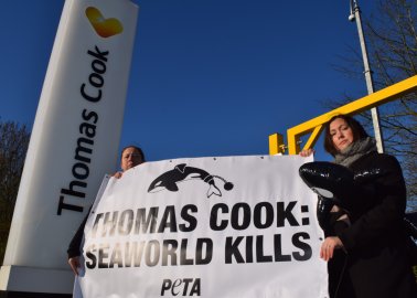 Week of Action! Campaign for Thomas Cook to Drop SeaWorld Goes International