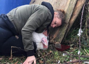 Turkey Rescued as Vegan Activists Rushed to the Scene of Trailer Crash