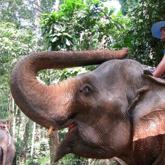 Elephants Beaten and Bullied Into Giving Tourists Rides