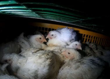 Revealed: 1.35 Million British Chickens Died on the Way to Slaughter in Just 15 Months
