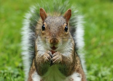 Culling Grey Squirrels Is Unjustifiable – Both Scientifically and Ethically