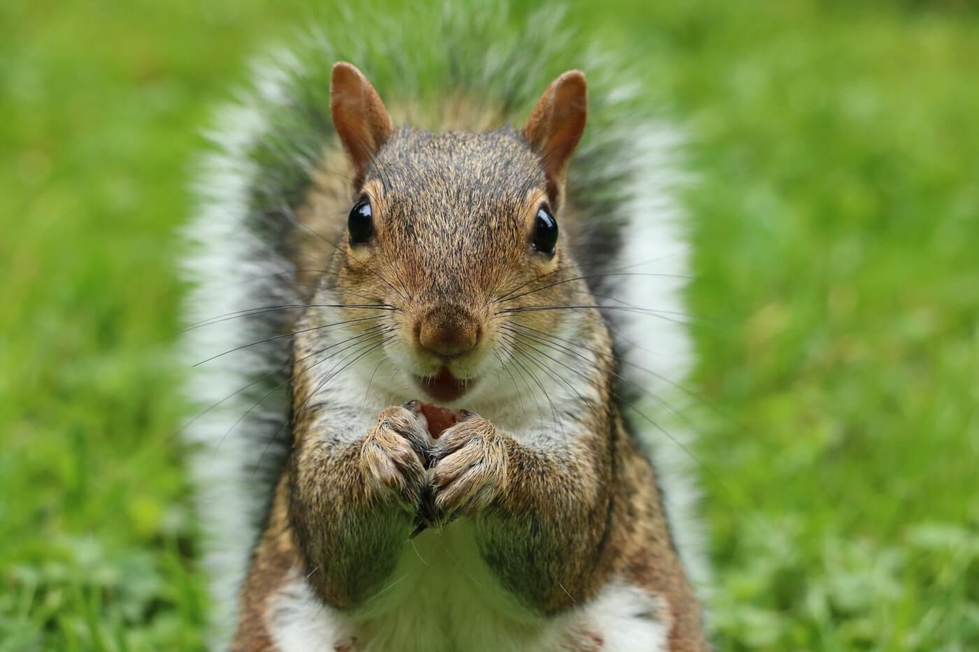Culling Grey Squirrels Is Unjustifiable – Both Scientifically and Ethically Culling Grey Squirrels Is Unjustifiable – Both Scientifically and Ethically