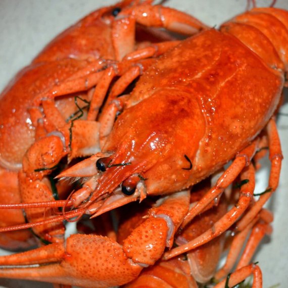 Tell Amazon.co.uk to Stop Selling Lobsters and Other Live Animals