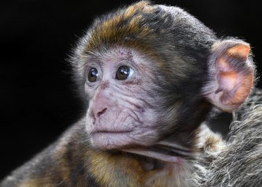 PETA Condemns ‘Frankenscience’ Horror Show as Monkey Is Cloned for the First Time