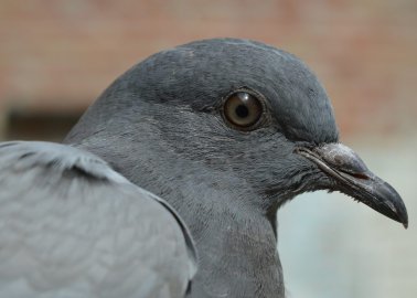 Mary the Pigeon Becomes the First Animal to Receive a Prestigious Blue Plaque