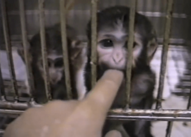 Sue Perkins Reacts With Tears to PETA US Chimpanzee Exposé