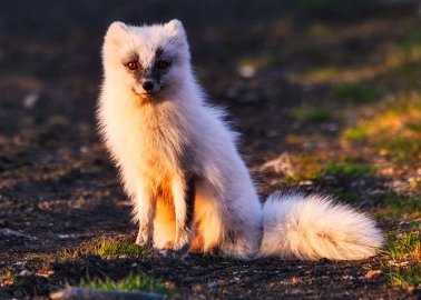 Huge News: Norway Is Banning Fur Farming!