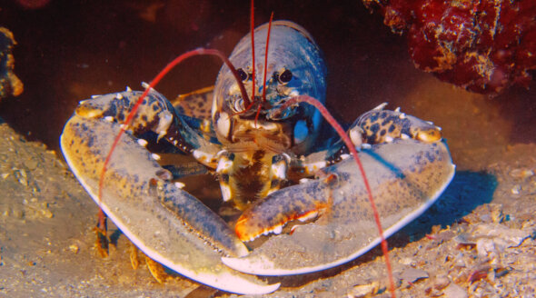 lobster ocean pixabay 3 590x328 1
