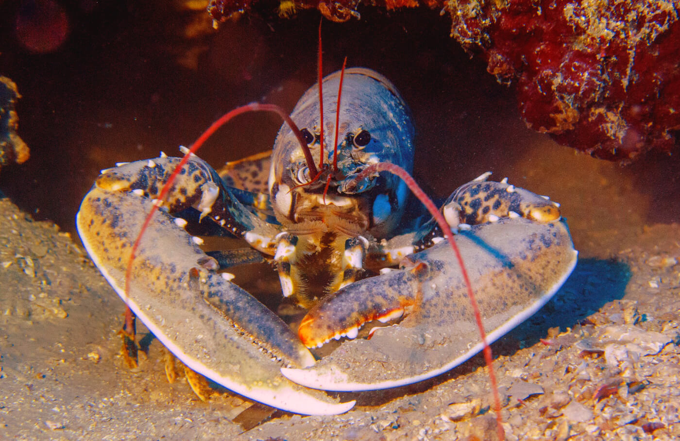 Government Set to Ban Boiling Lobsters Alive Government Set to Ban Boiling Lobsters Alive